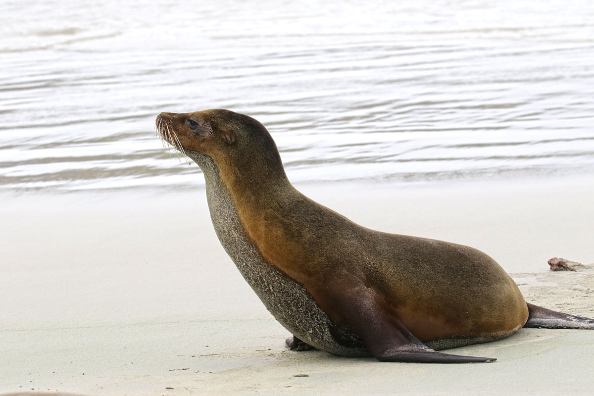 Zeeleeuw op strand San Cristobal